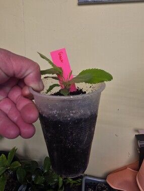 Gala Apple Tree Seedlings (Plant / Tree)